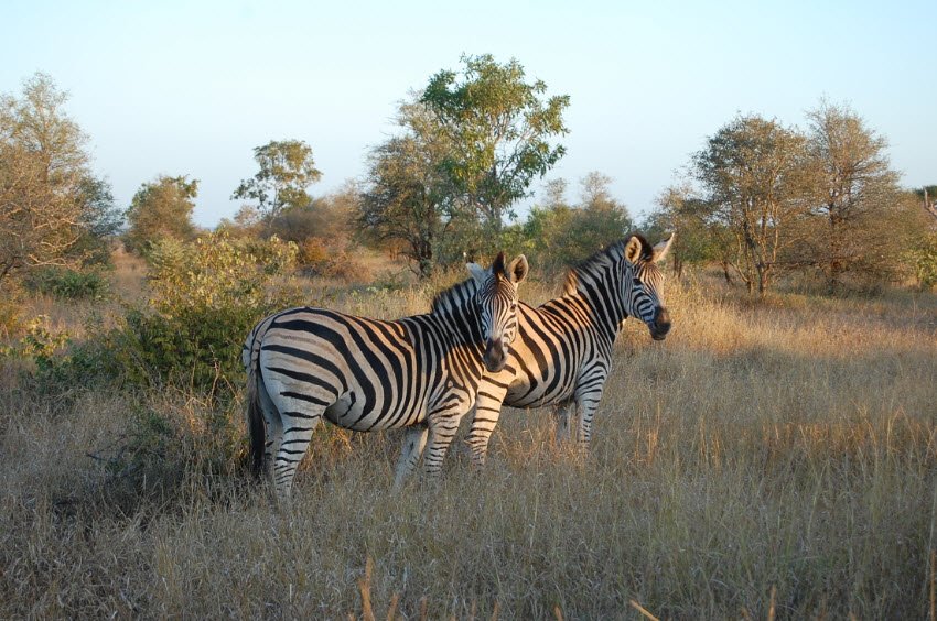 Kruger National Park, Mpumalanga & Limpopo Provinces, South Africa